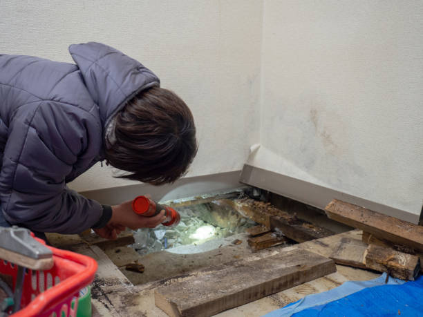 Best Mold Removal for HVAC Installations  in Warren Park, IN