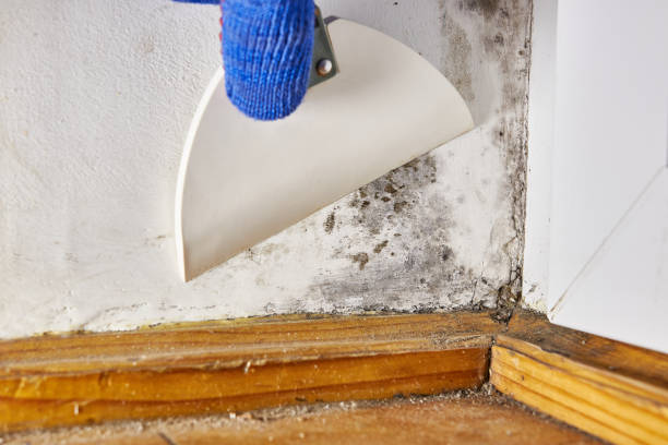 Best Attic Mold Removal  in Warren Park, IN